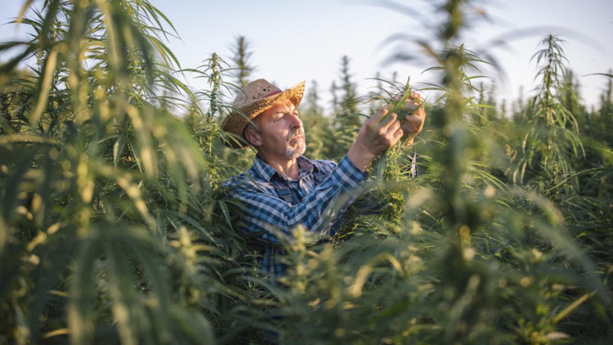 Agriculteur dans un champ de lin