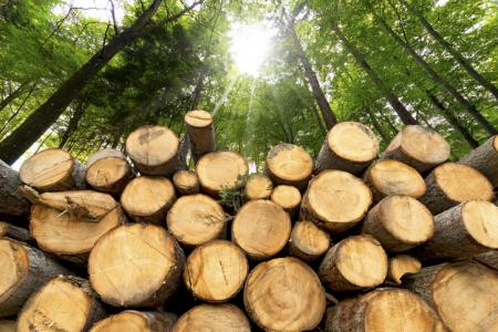 Biomasse bois